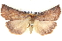  ( - BIOUG05073-G05)  @13 [ ] CreativeCommons - Attribution (2013) CBG Photography Group Centre for Biodiversity Genomics