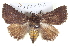  ( - BIOUG05073-G07)  @13 [ ] CreativeCommons - Attribution (2013) CBG Photography Group Centre for Biodiversity Genomics