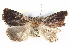  ( - BIOUG05073-G09)  @14 [ ] CreativeCommons - Attribution (2013) CBG Photography Group Centre for Biodiversity Genomics