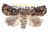  ( - BIOUG05073-G10)  @15 [ ] CreativeCommons - Attribution (2013) CBG Photography Group Centre for Biodiversity Genomics