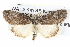  (Prorocopis sp. ANIC17 - BIOUG05073-G12)  @15 [ ] CreativeCommons - Attribution (2013) CBG Photography Group Centre for Biodiversity Genomics