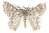  ( - BIOUG05073-H01)  @14 [ ] CreativeCommons - Attribution (2013) CBG Photography Group Centre for Biodiversity Genomics