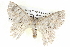 ( - BIOUG05073-H05)  @14 [ ] CreativeCommons - Attribution (2013) CBG Photography Group Centre for Biodiversity Genomics