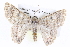  ( - BIOUG05074-A05)  @14 [ ] CreativeCommons - Attribution (2013) CBG Photography Group Centre for Biodiversity Genomics