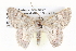  ( - BIOUG05074-A09)  @14 [ ] CreativeCommons - Attribution (2013) CBG Photography Group Centre for Biodiversity Genomics