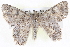  ( - BIOUG05074-A11)  @14 [ ] CreativeCommons - Attribution (2013) CBG Photography Group Centre for Biodiversity Genomics