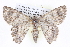  ( - BIOUG05074-B01)  @14 [ ] CreativeCommons - Attribution (2013) CBG Photography Group Centre for Biodiversity Genomics