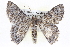  ( - BIOUG05074-B06)  @14 [ ] CreativeCommons - Attribution (2013) CBG Photography Group Centre for Biodiversity Genomics