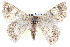  ( - BIOUG05074-B08)  @14 [ ] CreativeCommons - Attribution (2013) CBG Photography Group Centre for Biodiversity Genomics