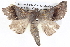  ( - BIOUG05074-C08)  @13 [ ] CreativeCommons - Attribution (2013) CBG Photography Group Centre for Biodiversity Genomics