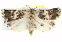  ( - BIOUG05074-C10)  @15 [ ] CreativeCommons - Attribution (2013) CBG Photography Group Centre for Biodiversity Genomics