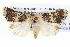  ( - BIOUG05074-C12)  @15 [ ] CreativeCommons - Attribution (2013) CBG Photography Group Centre for Biodiversity Genomics