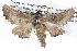  ( - BIOUG05074-D05)  @11 [ ] CreativeCommons - Attribution (2013) CBG Photography Group Centre for Biodiversity Genomics