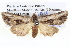 ( - BIOUG05074-D08)  @13 [ ] CreativeCommons - Attribution (2013) CBG Photography Group Centre for Biodiversity Genomics
