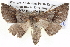  ( - BIOUG05074-D11)  @14 [ ] CreativeCommons - Attribution (2013) CBG Photography Group Centre for Biodiversity Genomics