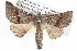  ( - BIOUG05074-D12)  @14 [ ] CreativeCommons - Attribution (2013) CBG Photography Group Centre for Biodiversity Genomics