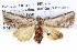  (Calophasidia lucala - BIOUG05074-E08)  @15 [ ] CreativeCommons - Attribution (2013) CBG Photography Group Centre for Biodiversity Genomics