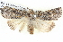  ( - BIOUG05074-G07)  @14 [ ] CreativeCommons - Attribution (2013) CBG Photography Group Centre for Biodiversity Genomics