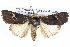  ( - BIOUG05074-G11)  @14 [ ] CreativeCommons - Attribution (2013) CBG Photography Group Centre for Biodiversity Genomics