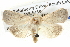  ( - BIOUG05074-H01)  @14 [ ] CreativeCommons - Attribution (2013) CBG Photography Group Centre for Biodiversity Genomics