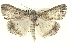  ( - BIOUG05054-A02)  @13 [ ] CreativeCommons - Attribution (2013) CBG Photography Group Centre for Biodiversity Genomics