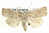  ( - BIOUG05054-D08)  @14 [ ] CreativeCommons - Attribution (2013) CBG Photography Group Centre for Biodiversity Genomics