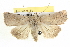  ( - BIOUG05054-D11)  @15 [ ] CreativeCommons - Attribution (2013) CBG Photography Group Centre for Biodiversity Genomics