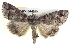  ( - BIOUG05054-E09)  @15 [ ] CreativeCommons - Attribution (2013) CBG Photography Group Centre for Biodiversity Genomics