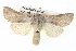  ( - BIOUG05055-A07)  @15 [ ] CreativeCommons - Attribution (2013) CBG Photography Group Centre for Biodiversity Genomics