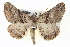  ( - BIOUG05055-A10)  @13 [ ] CreativeCommons - Attribution (2013) CBG Photography Group Centre for Biodiversity Genomics