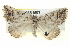  ( - BIOUG05055-B01)  @14 [ ] CreativeCommons - Attribution (2013) CBG Photography Group Centre for Biodiversity Genomics