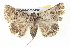  ( - BIOUG05055-B03)  @13 [ ] CreativeCommons - Attribution (2013) CBG Photography Group Centre for Biodiversity Genomics