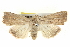  ( - BIOUG05055-C09)  @14 [ ] CreativeCommons - Attribution (2013) CBG Photography Group Centre for Biodiversity Genomics