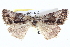  ( - BIOUG05055-D12)  @12 [ ] CreativeCommons - Attribution (2013) CBG Photography Group Centre for Biodiversity Genomics