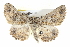  ( - BIOUG05055-E03)  @13 [ ] CreativeCommons - Attribution (2013) CBG Photography Group Centre for Biodiversity Genomics