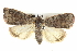  ( - BIOUG05055-E04)  @13 [ ] CreativeCommons - Attribution (2013) CBG Photography Group Centre for Biodiversity Genomics