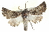  ( - BIOUG05055-F03)  @14 [ ] CreativeCommons - Attribution (2013) CBG Photography Group Centre for Biodiversity Genomics