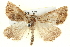  ( - BIOUG05056-A03)  @13 [ ] CreativeCommons - Attribution (2013) CBG Photography Group Centre for Biodiversity Genomics