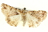  ( - BIOUG05056-A04)  @13 [ ] CreativeCommons - Attribution (2013) CBG Photography Group Centre for Biodiversity Genomics