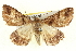  ( - BIOUG05056-B05)  @14 [ ] CreativeCommons - Attribution (2013) CBG Photography Group Centre for Biodiversity Genomics