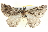  ( - BIOUG05056-B09)  @13 [ ] CreativeCommons - Attribution (2013) CBG Photography Group Centre for Biodiversity Genomics