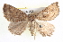  ( - BIOUG05056-D02)  @13 [ ] CreativeCommons - Attribution (2013) CBG Photography Group Centre for Biodiversity Genomics