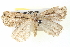  ( - BIOUG05056-D04)  @13 [ ] CreativeCommons - Attribution (2013) CBG Photography Group Centre for Biodiversity Genomics