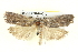  ( - BIOUG05161-C10)  @13 [ ] CreativeCommons - Attribution (2013) CBG Photography Group Centre for Biodiversity Genomics