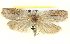  ( - BIOUG05161-C11)  @12 [ ] CreativeCommons - Attribution (2013) CBG Photography Group Centre for Biodiversity Genomics