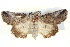  ( - BIOUG05161-E05)  @15 [ ] CreativeCommons - Attribution (2013) CBG Photography Group Centre for Biodiversity Genomics