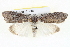  ( - BIOUG05161-F02)  @13 [ ] CreativeCommons - Attribution (2013) CBG Photography Group Centre for Biodiversity Genomics