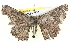  ( - BIOUG05161-G11)  @13 [ ] CreativeCommons - Attribution (2013) CBG Photography Group Centre for Biodiversity Genomics