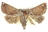  ( - BIOUG05161-H02)  @15 [ ] CreativeCommons - Attribution (2013) CBG Photography Group Centre for Biodiversity Genomics