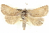  ( - BIOUG05161-H03)  @15 [ ] CreativeCommons - Attribution (2013) CBG Photography Group Centre for Biodiversity Genomics